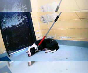 American Pit Bull Terrier-Unknown Mix Dogs for adoption in Tulsa, OK, USA