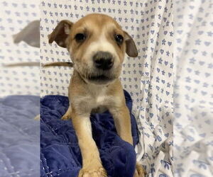 German Shepherd Dog-Unknown Mix Dogs for adoption in Modesto, CA, USA