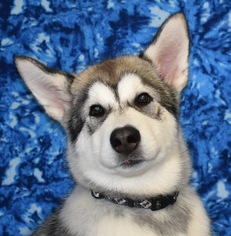 Medium Photo #1 Alaskan Malamute Puppy For Sale in Eureka, CA, USA
