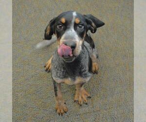 Bluetick Coonhound Dogs for adoption in Lindon, UT, USA