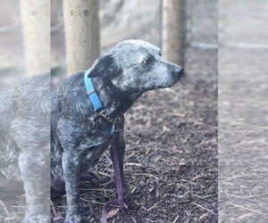 Mutt Dogs for adoption in Paso Robles, CA, USA