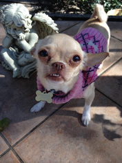 Medium Photo #1 Chihuahua Puppy For Sale in Milpitas, CA, USA