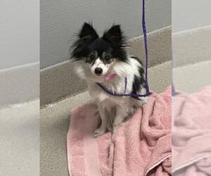 Chihuahua-Unknown Mix Dogs for adoption in Las Vegas, NV, USA