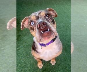 Bulldog Dogs for adoption in San Francisco, CA, USA