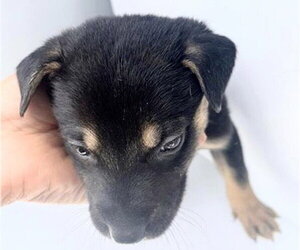 Labrador Retriever-Unknown Mix Dogs for adoption in Houston, TX, USA