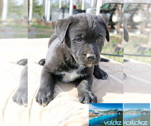 Borador Dogs for adoption in Wakefield, RI, USA