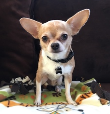 Medium Photo #1 Chihuahua Puppy For Sale in Santa Clara, CA, USA