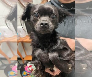 Pekingese Dogs for adoption in Jackson Township, NJ, USA