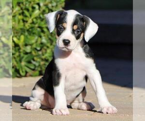 Medium Photo #3 Labrador Retriever-Unknown Mix Puppy For Sale in San Diego, CA, USA