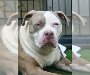 Mutt Dogs for adoption in Sacramento, CA, USA