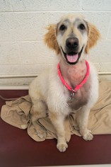 Small Afghan Hound-Poodle (Standard) Mix