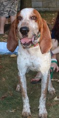 English Foxhound Dogs for adoption in Cool Ridge, WV, USA