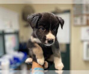 American Pit Bull Terrier-Unknown Mix Dogs for adoption in Pasadena, CA, USA