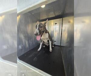 Mutt Dogs for adoption in San Antonio, TX, USA