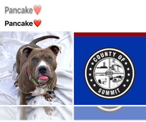 American Pit Bull Terrier Dogs for adoption in Akron, OH, USA