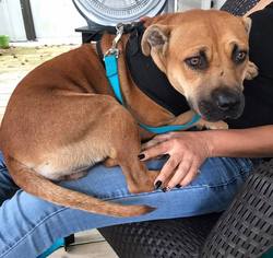 Black Mouth Cur-Rhodesian Ridgeback Mix Dogs for adoption in DeLand, FL, USA