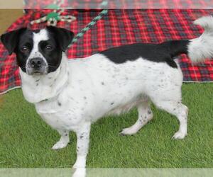 Border Collie-Pembroke Welsh Corgi Mix Dogs for adoption in Tallahassee, FL, USA