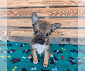 Chiweenie Dogs for adoption in Chico, CA, USA