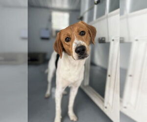 Mutt Dogs for adoption in Elmsford, NY, USA