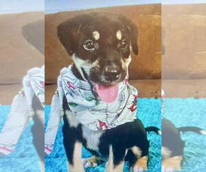 Labrador Retriever-Unknown Mix Dogs for adoption in Jefferson, NJ, USA