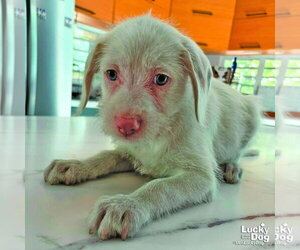 Mutt Dogs for adoption in Washington, DC, USA