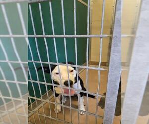 Mutt Dogs for adoption in Texas City, TX, USA
