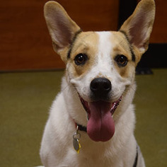 Bogle Dogs for adoption in Garner, NC, USA