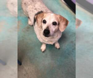 Beagle Dogs for adoption in Guthrie, OK, USA