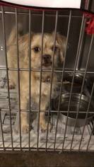Cairn Terrier Dogs for adoption in Lake Jackson, TX, USA