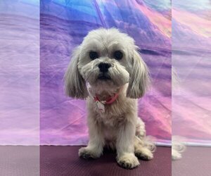Shih Tzu-Unknown Mix Dogs for adoption in Tampa, FL, USA