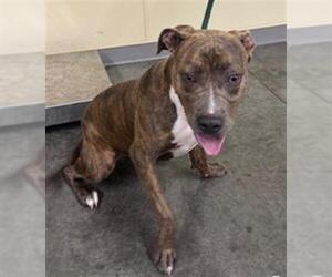 American Pit Bull Terrier Dogs for adoption in Orange, CA, USA