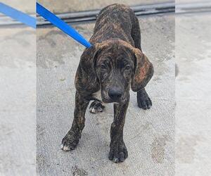 Medium Photo #1 Plott Hound Puppy For Sale in Fort Lauderdale, FL, USA