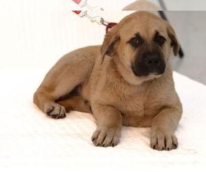 Mastiff-Unknown Mix Dogs for adoption in Brooklyn Center, MN, USA