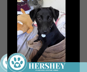 Labrador Retriever-Unknown Mix Dogs for adoption in Kimberton, PA, USA