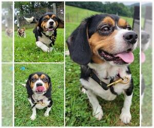Beaglier Dogs for adoption in Westminster, MD, USA