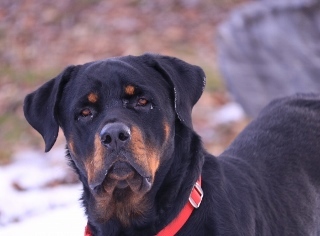 Rottweiler Dogs for adoption in Polson, MT, USA