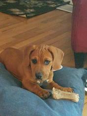 Basset Hound Dogs for adoption in Mattoon, IL, USA