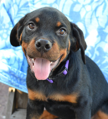 Rottweiler Dogs for adoption in Lake Worth, FL, USA