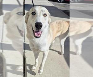 Siberian Husky-Unknown Mix Dogs for adoption in San Antonio, TX, USA