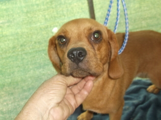 Puggle Dogs for adoption in Bonifay, MO, USA