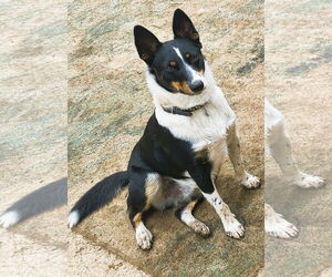 Border Collie-Unknown Mix Dogs for adoption in Fallbrook, CA, USA