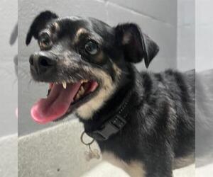 Chihuahua Dogs for adoption in Alameda, CA, USA