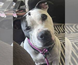 American Staffordshire Terrier-Unknown Mix Dogs for adoption in Waterloo, IA, USA