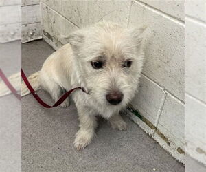 Norfolk Terrier Dogs for adoption in San Bernardino, CA, USA
