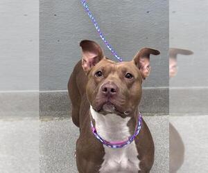 Mutt Dogs for adoption in Las Vegas, NV, USA