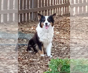 Australian Shepherd Dogs for adoption in Lawrenceville, GA, USA
