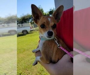 Chihuahua Dogs for adoption in Brooksville, FL, USA