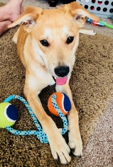 Golden Labrador Dogs for adoption in Chandler, AZ, USA