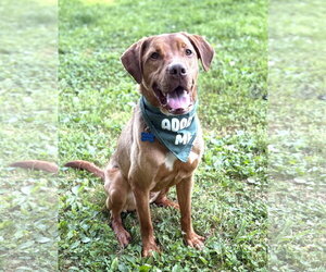 Mutt Dogs for adoption in Spring Lake, NJ, USA