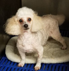 Poodle (Toy) Dogs for adoption in Rock Hill, SC, USA